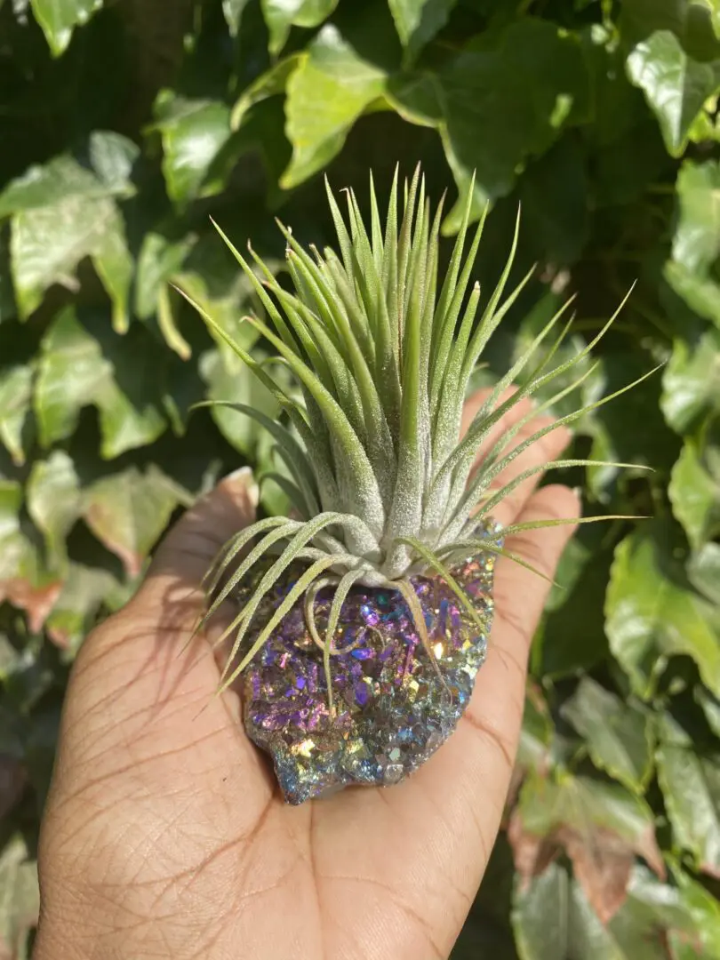 A person holding an air plant in their hand. A person holding an air plant in their hand.