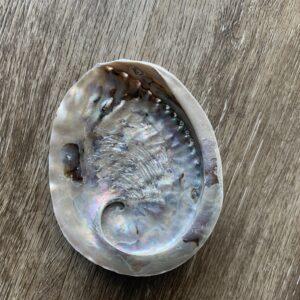 Iridescent abalone shell on wooden surface.