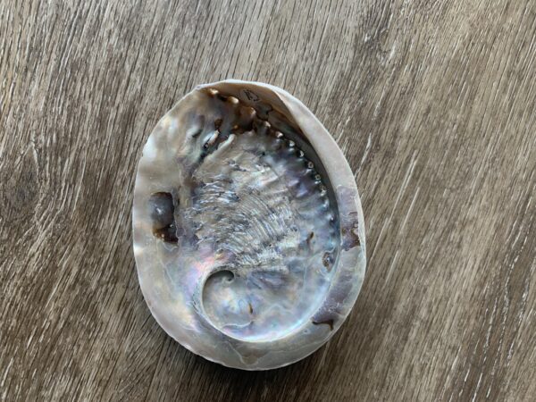 Iridescent abalone shell on wooden surface.