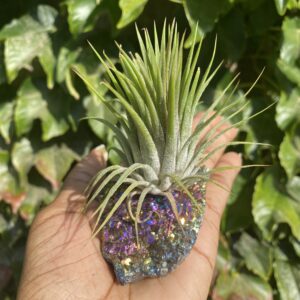 A person holding an air plant in their hand.