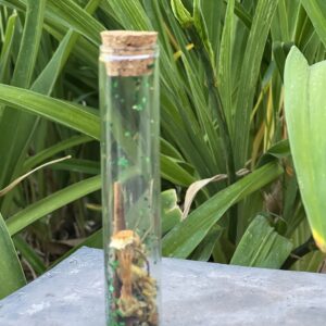 A glass tube with some plants in the background